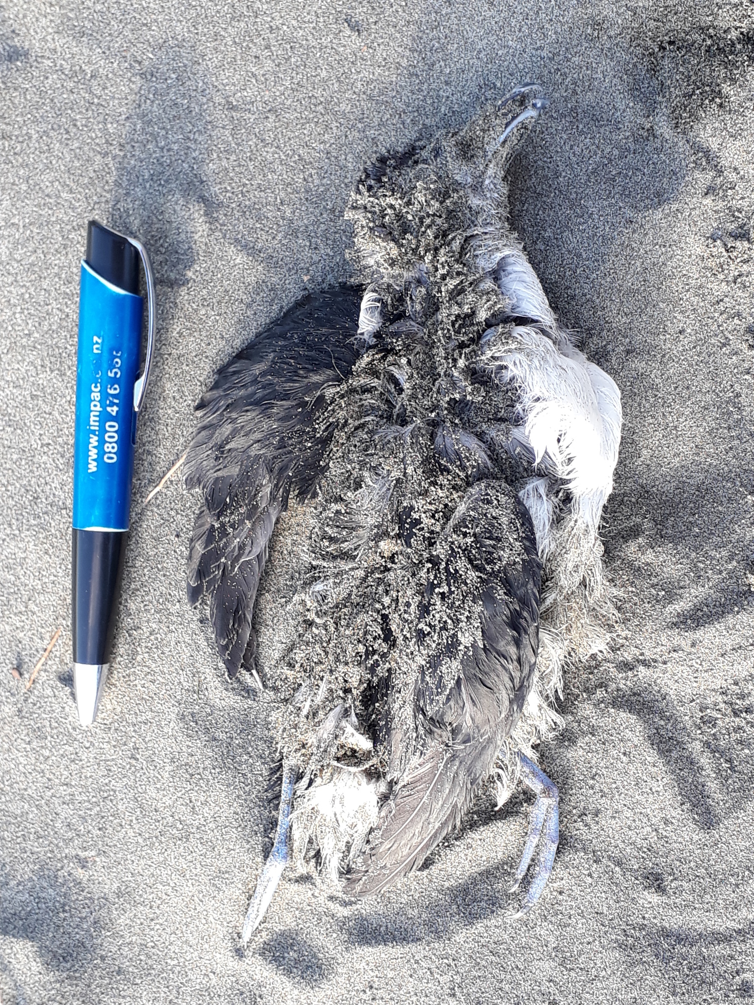 Common Diving-Petrel illustration
