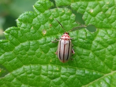 Disonycha quinquelineata