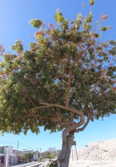 Schinus terebinthifolia