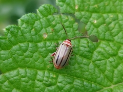 Disonycha quinquelineata