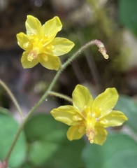 Vancouveria chrysantha