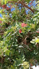 Schinus terebinthifolia