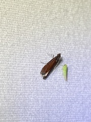 Varneria postremella