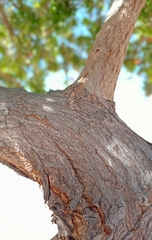 Schinus terebinthifolia