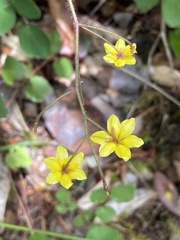 Vancouveria chrysantha