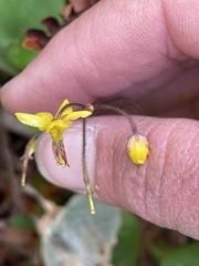 Vancouveria chrysantha