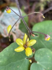 Vancouveria chrysantha