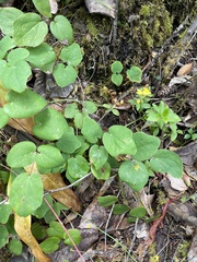 Vancouveria chrysantha