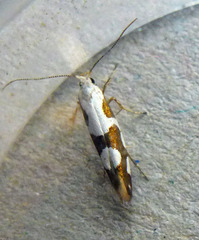 Argyresthia brockeella