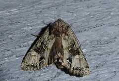Ichneutica insignis