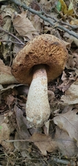 Leccinellum pseudoscabrum