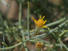 Leucosyris carnosa