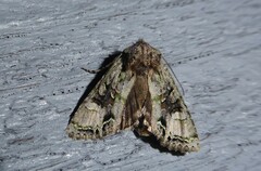 Ichneutica insignis