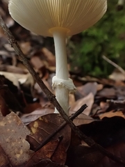 Amanita xylinivolva