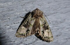Ichneutica insignis