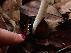 Amanita xylinivolva