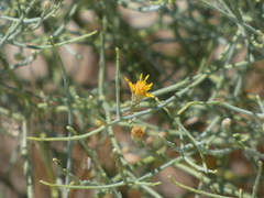 Leucosyris carnosa
