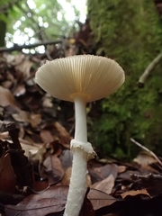Amanita xylinivolva