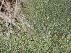 Leucosyris carnosa