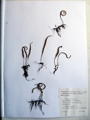 Lepisorus ussuriensis