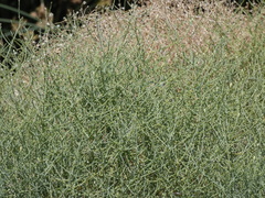 Leucosyris carnosa