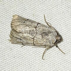 Sympistis ragani