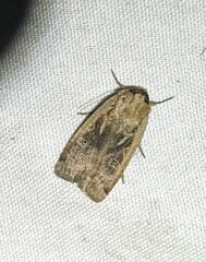 Parabagrotis formalis