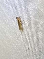 Nothodelphax slossonae