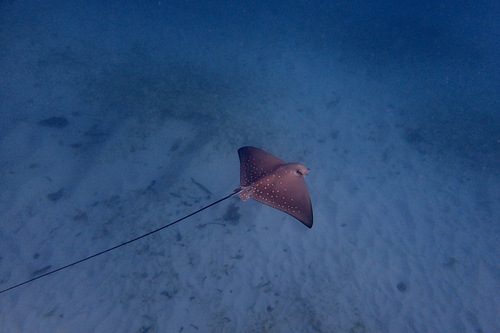 Spotted eagle ray