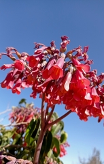 Kalanchoe