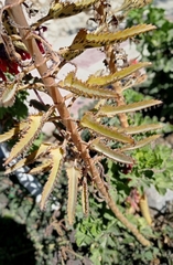 Kalanchoe