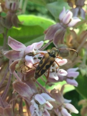 Typocerus octonotatus