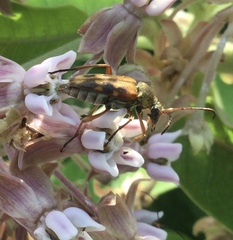 Typocerus octonotatus