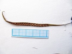 Lepisorus ussuriensis