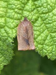 Cacoecimorpha pronubana