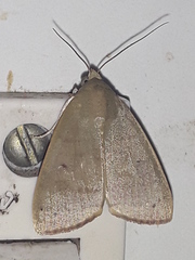 Maurilia