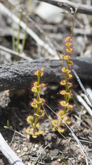 Drosera platypoda