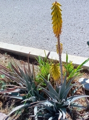 Aloe vera
