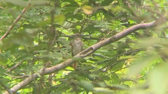 Pachyramphus aglaiae