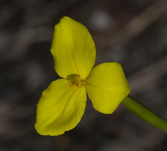 Patersonia umbrosa