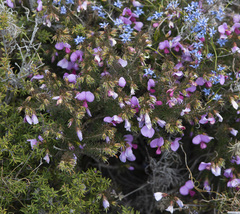 Gompholobium scabrum