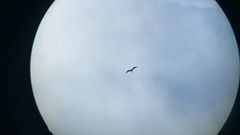 Fregata magnificens rothschildi