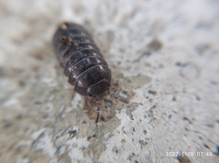 Armadillidium vulgare