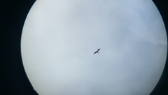 Fregata magnificens rothschildi