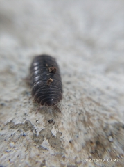 Armadillidium vulgare