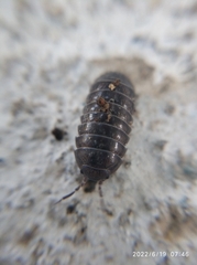 Armadillidium vulgare