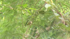 Tolmomyias sulphurescens