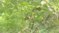 Tolmomyias sulphurescens