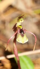 Chiloglottis seminuda
