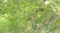 Tolmomyias sulphurescens